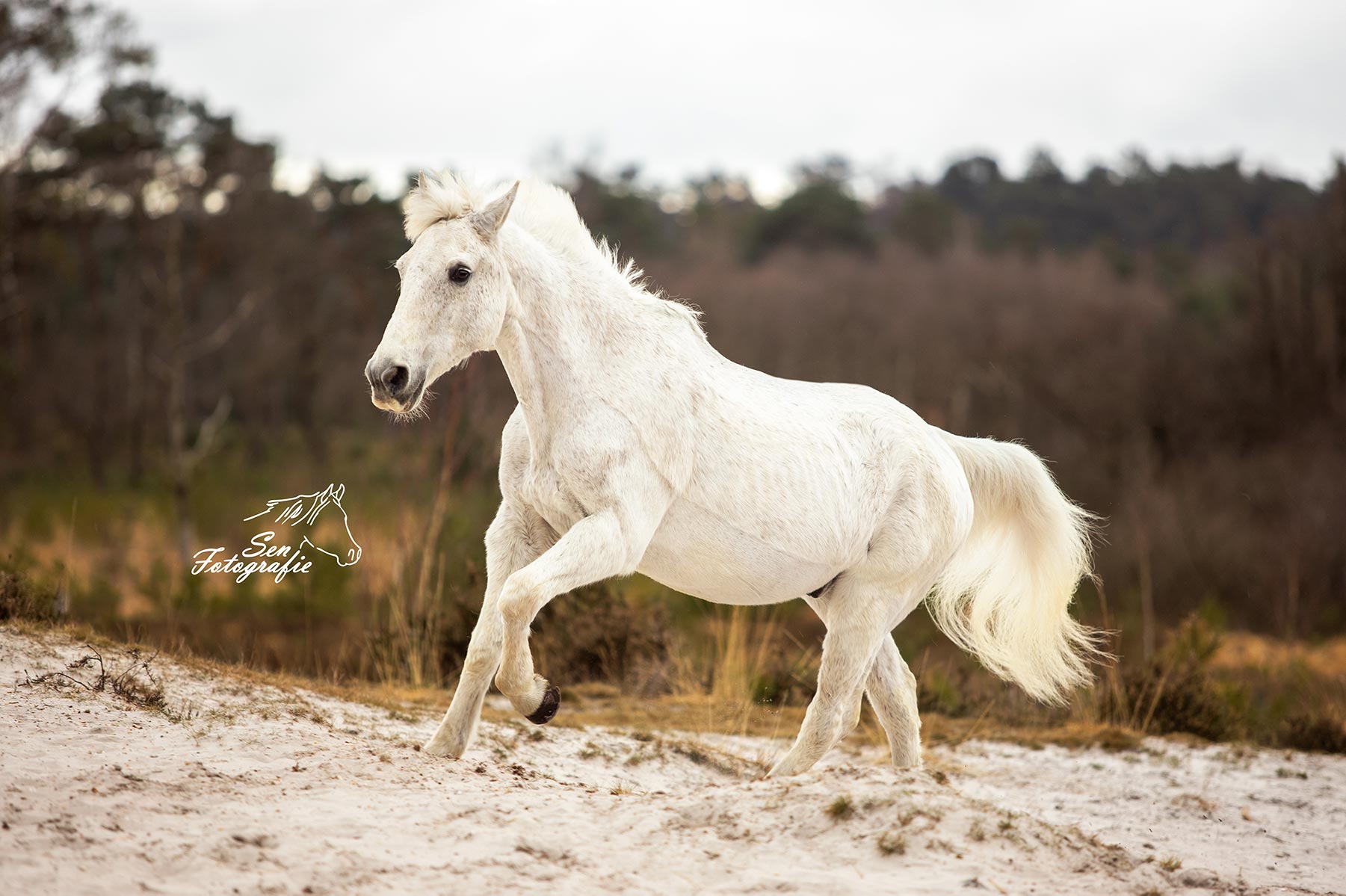 Actiefoto paard, onderdeel van aanbod Sen Fotografie